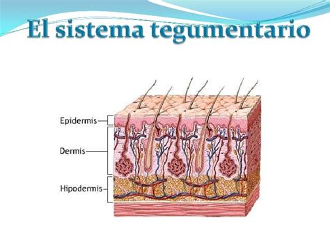 Sistema Tegumentario (Parte I)