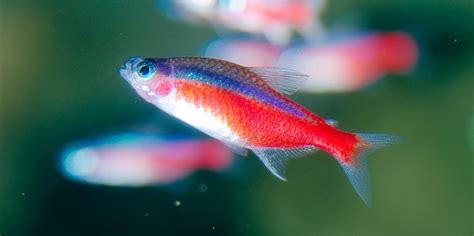 Cardinal Tetra Care Guide - Your Aquarium Place