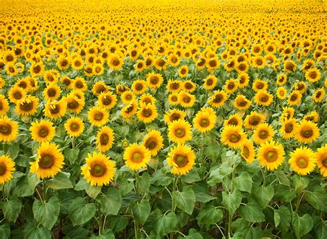 Sunflower - Advance Cover Crops