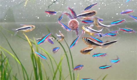 Neon Tetra Complete Care Guide, Breeding and Disease (2020)