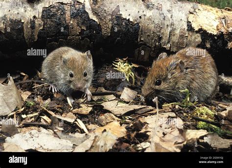 Myodes glareolus, woodland vole, woodland voles, bank vole ...