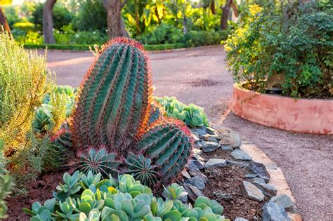 Amazing cactus garden ideas you could try for your back yard ...