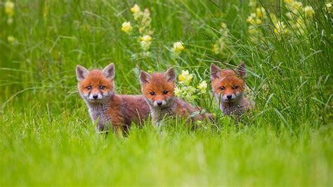 HD Adorable fox cubs in the grass Wallpaper | Download Free - 148712