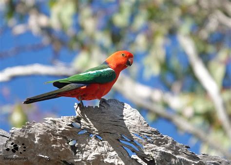 Australian King Parrot - the King of the Parrots