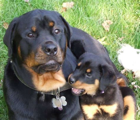 Should You Go For A Girl Rottweiler? - Rottweiler Life