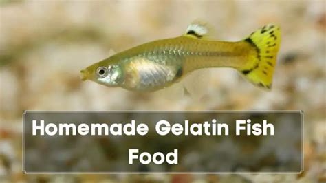 3 Homemade Guppy Food Recipes - Guppy Fish Care