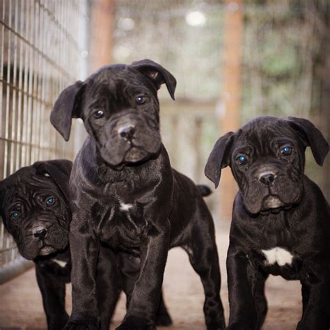 Cane Corso Puppies. They are so cute and so smart! Visit CaneCorsoPDX.com | Honden