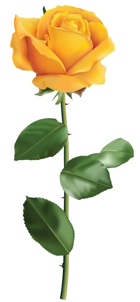 Yellow Rose Clipart | Free download on ClipArtMag