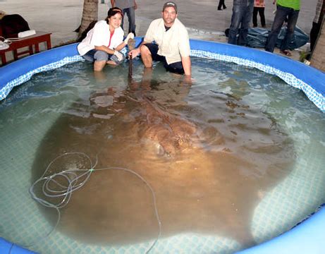 Big Fishes of the World: STINGRAY GIANT FRESHWATER (Himantura chaophraya)