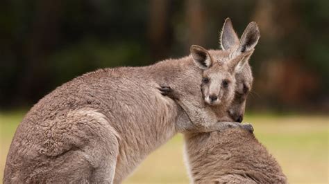 Kangaroos | Kangaroo, Australian animals, Australian native animals