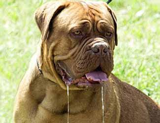 Mastiff Care Information And Guides From Puppy To Senior Dogs