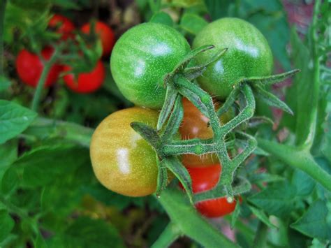 Ripening Cocktail Tomatoes Free Stock Photo - Public Domain Pictures