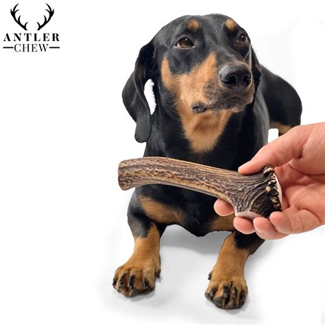 Deer Antler Chew | Antler Chew