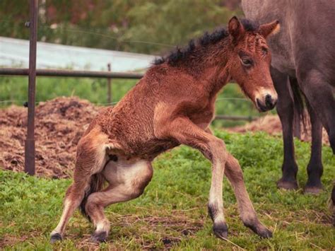 Newborn Horse Stock Photos, Pictures & Royalty-Free Images - iStock