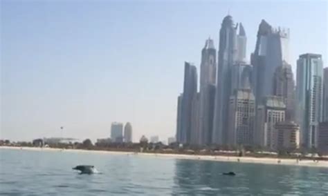 Dolphins in Dubai swimming by JBR | Things To Do | Time Out Dubai