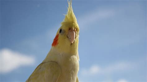 Cockatiel Wallpaper - WallpaperSafari