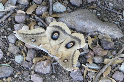 Insect Eyespots - Amazing Nature!