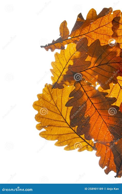 Close-up of Autumn Oak Leaves on White. Stock Image - Image of autumnal, banner: 258901189