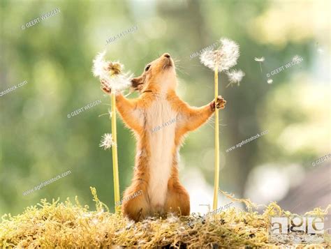 red squirrel with dandelion seeds flying, Stock Photo, Picture And Rights Managed Image. Pic ...