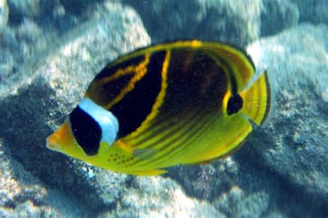 raccoon butterfly fish Saltwater Tank, Saltwater Aquarium, Aquarium Fish, Exotic Fish, Exotic ...