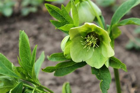 Hellebore's Hidden Meanings: More Than Just a Winter Flower - Petal ...