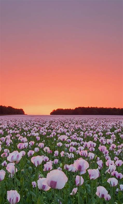 Flower Fields Wallpapers - Wallpaper Cave