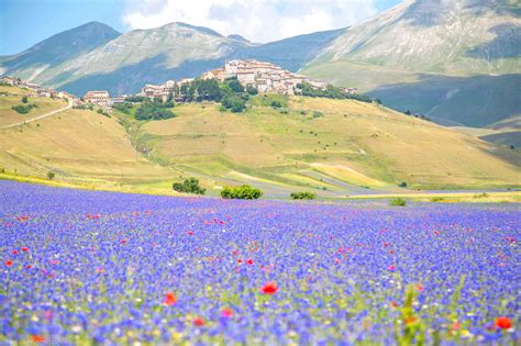 Castelluccio di Norcia and its annual lentil blossoming (2016 blossoming), Umbria, Italy : r/europe