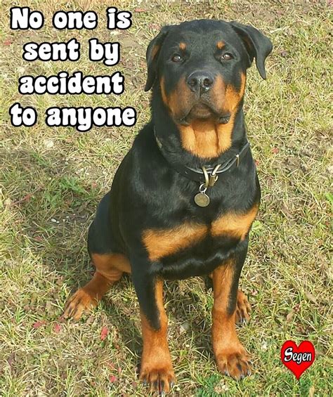 15 funny rottweiler memes to make your day – Artofit