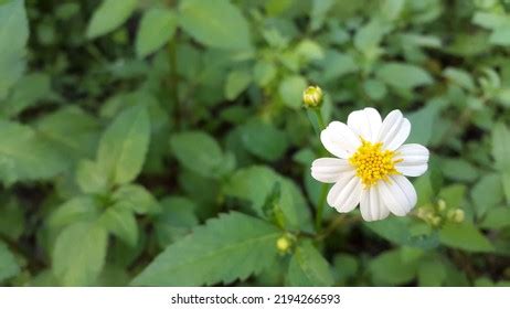 Bidens Alba Flower Ketul Flower Indonesian Stock Photo 2194266593 | Shutterstock