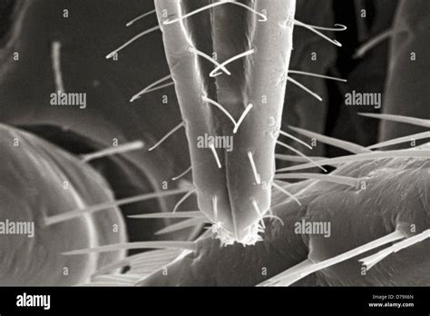 Scanning Electron Micrograph Bed Bug's Mouthparts Stock Photo - Alamy