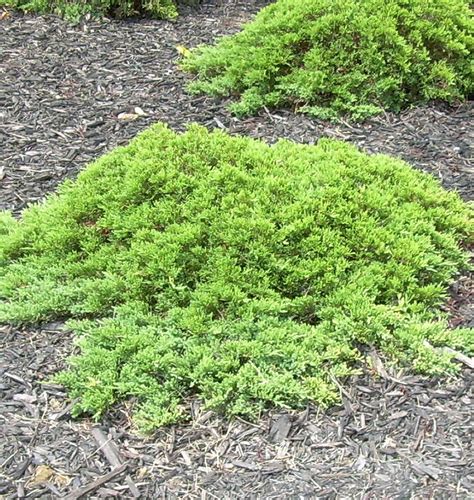 Dwarf Japanese Garden Juniper Care - Dwarf Japanese Garden Juniper ...