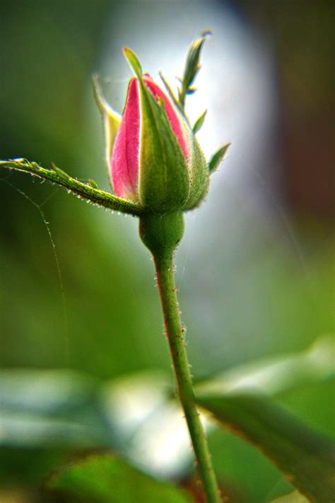 Rose Bud Free Stock Photo - Public Domain Pictures