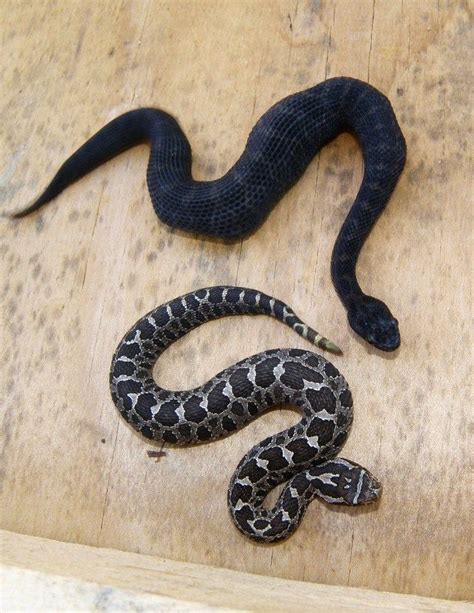 Pin by qing on snakes | Rat snake, Reptile snakes, Snake venom