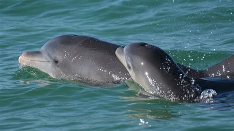 Bottlenose dolphin moms baby talk when their calves are near