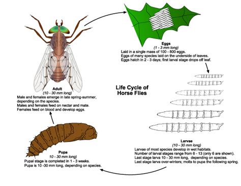 Horse and Deer Flies | Public Health and Medical Entomology | Purdue ...