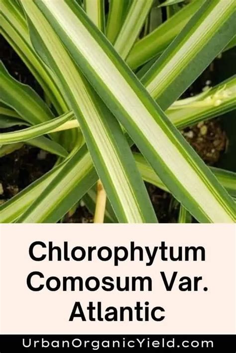 11 Varieties Of Chlorophytum Plants (Spider Plants) | UrbanOrganicYield.com