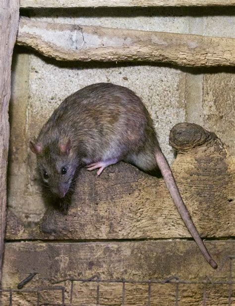 Brown Rat - British Wildlife Centre