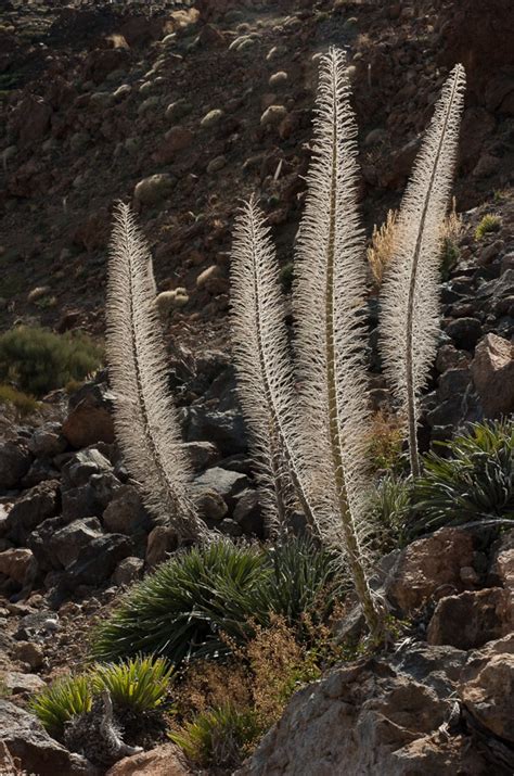 Echium wildpretii | North Carolina Extension Gardener Plant Toolbox