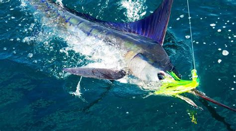 Los Suenos Fishing - Costa Rica Fishing Experts