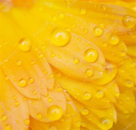 Dew drops on a flower — Stock Photo © voronin-76 #3495834