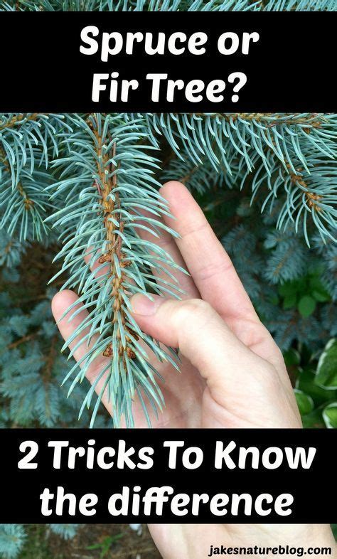 Spruce vs. Fir - 2 Tricks To Tell Them Apart - Jake's Nature Blog ...