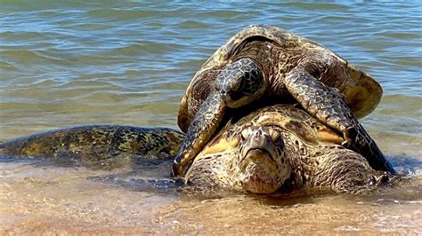 Green Sea Turtles Mating - Maui, Hawaii - YouTube