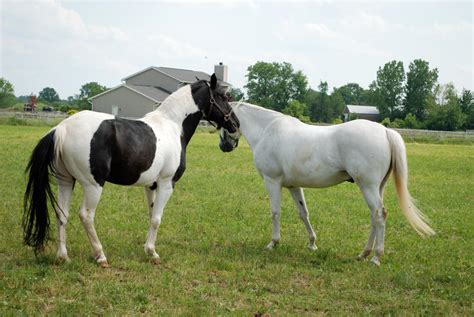 Black Tobiano 4 by horsiexstock on DeviantArt