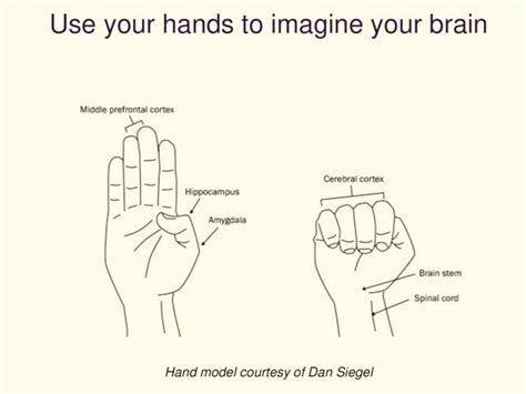 The Brain in the Palm of your Hand: Dan Siegel’s Hand Model — The ...