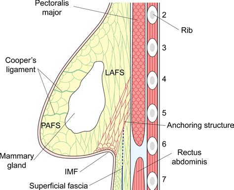 The fascial structure of the breast: New findings on the anatomy of the ...