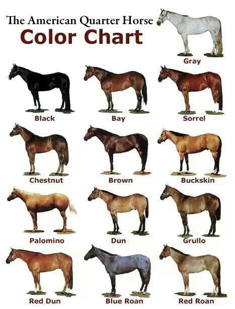 Pin by Kathy D. on Veterinary Stuff / Animal Info | Horse color chart ...