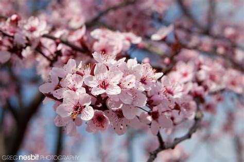 Plum Blossoms | Greg's Photo Blog