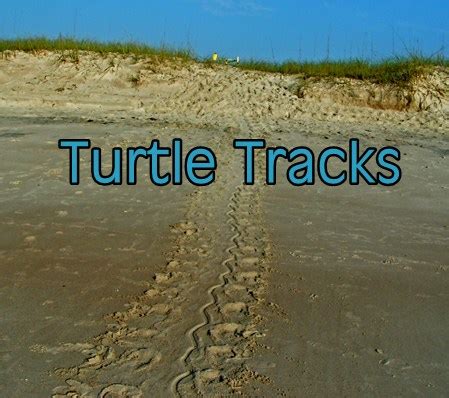 Sea Turtles Lay Eggs in the Dunes