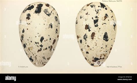 Great Auk Eggs Stock Photo: 66745104 - Alamy