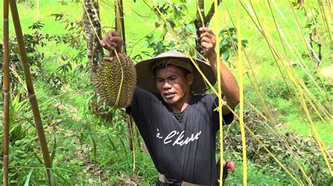 Enak Nih…..Liburan Akhir Pekan Bersama Keluarga di Kebun Durian Musang King